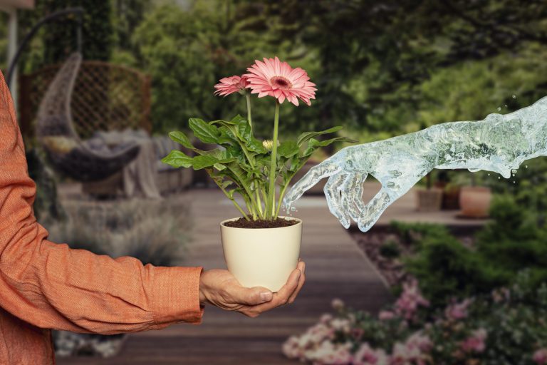 wat doen voor bescherming van je planten tijdens de hitte.