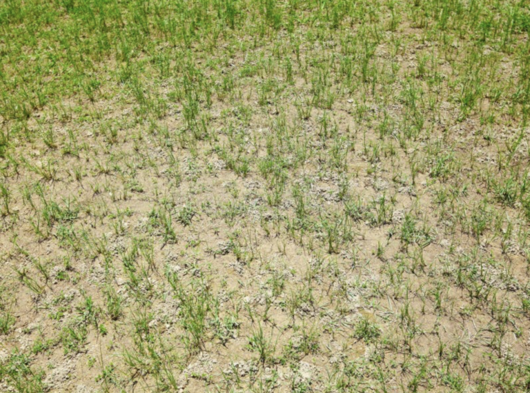 Droogte wordt het nieuwe normaal